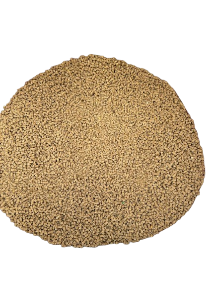 Buffalo Special - Back View